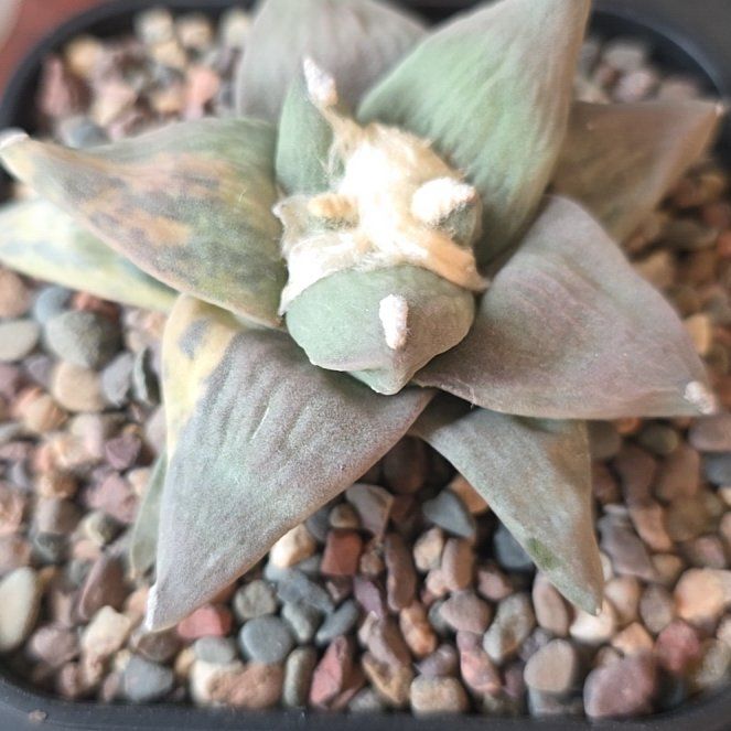 Photo of the plant species Fossil Cactus by @plantdaddychi named Ulysses S Plant on Greg, the plant care app