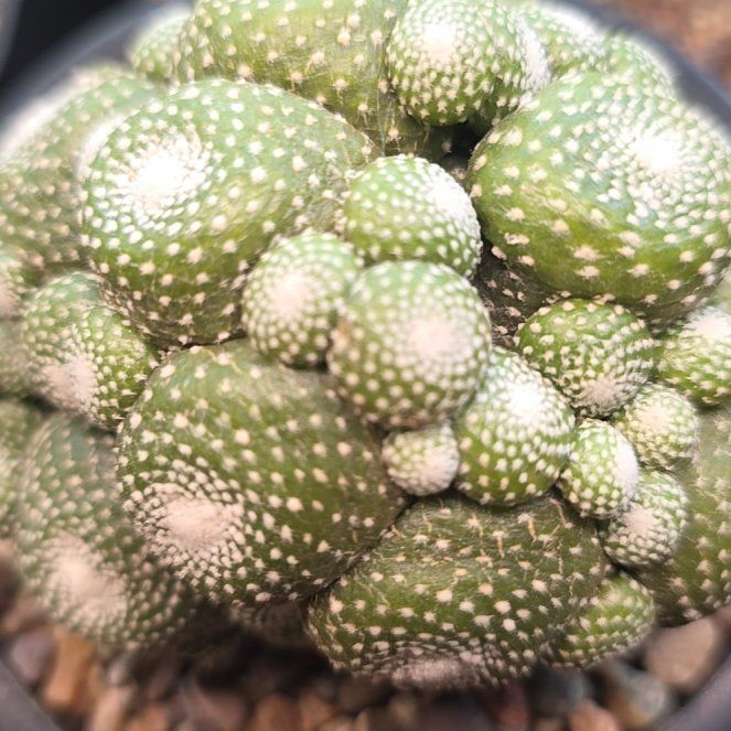 Photo of the plant species San Pedro Cactus by @plantdaddychi named Oscar on Greg, the plant care app