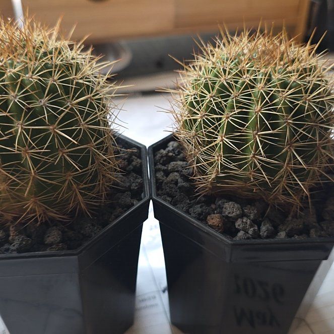 Photo of the plant species Sun Goddess Barrel Cactus by @plantdaddychi named Queen on Greg, the plant care app