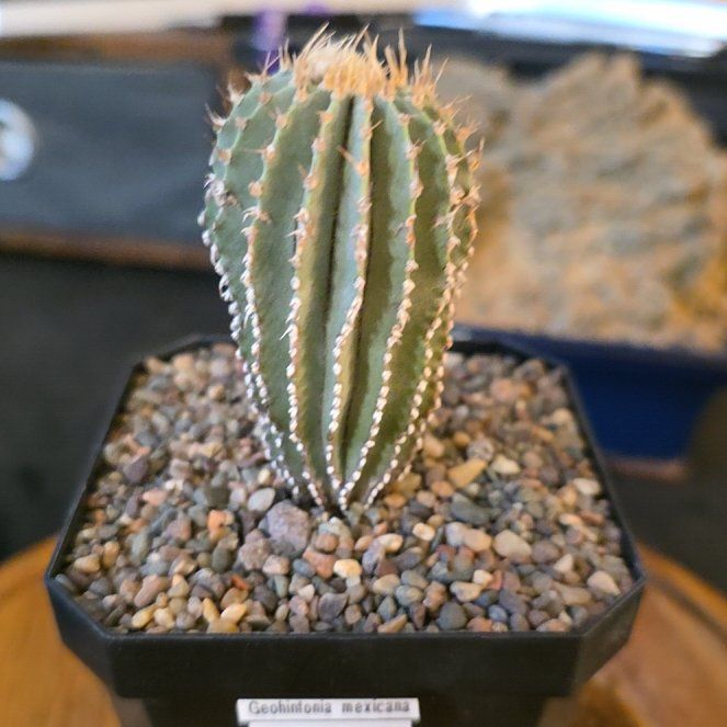 Photo of the plant species Geohintonia mexicana by @plantdaddychi named Cleopatra on Greg, the plant care app