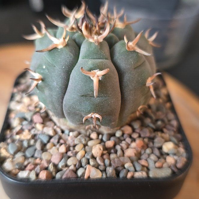 Photo of the plant species Gymnocalycium ‘Noel’ by @plantdaddychi named Elina on Greg, the plant care app