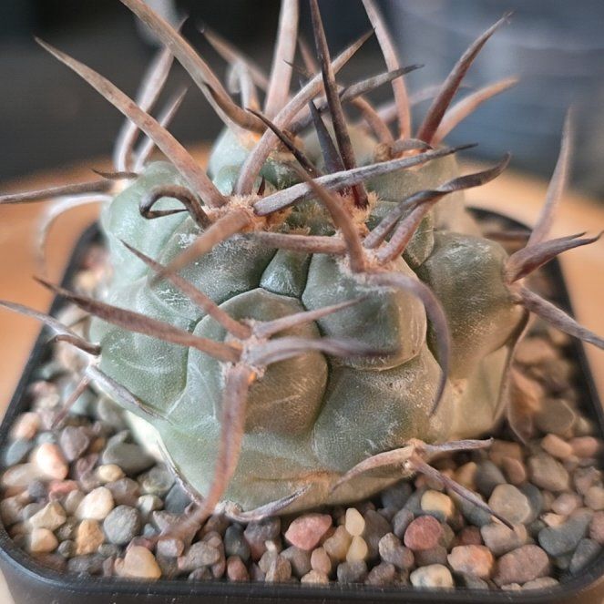 Photo of the plant species Giant Chin Cactus by @plantdaddychi named Denali on Greg, the plant care app