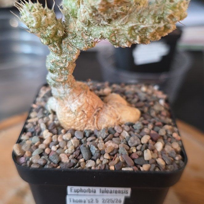 Photo of the plant species African Milk Bush by @plantdaddychi named Figyonce on Greg, the plant care app