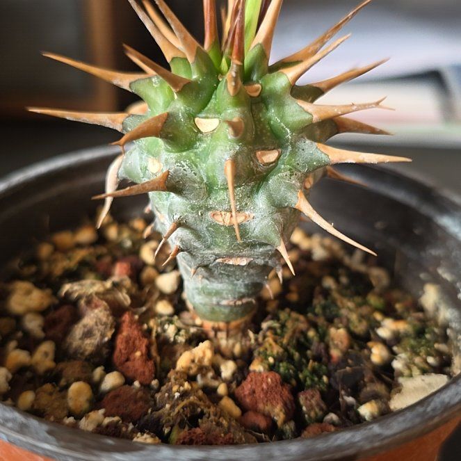Photo of the plant species Euphorbia Viguieri by @plantdaddychi named Daphne on Greg, the plant care app
