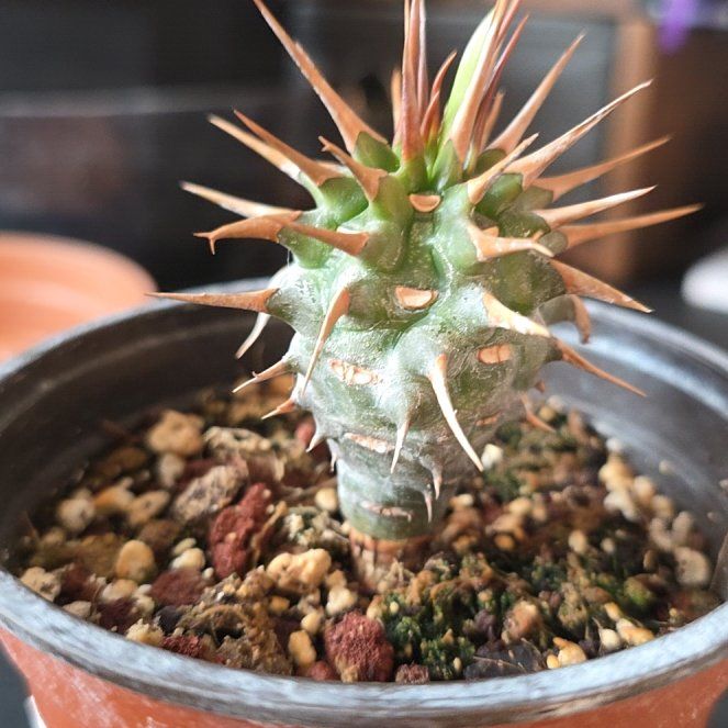 Photo of the plant species Euphorbia viguieri var. viguieri by @plantdaddychi named Prince on Greg, the plant care app