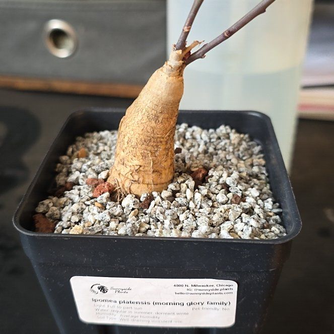 Photo of the plant species Ipomoea platensis by @plantdaddychi named Surya on Greg, the plant care app