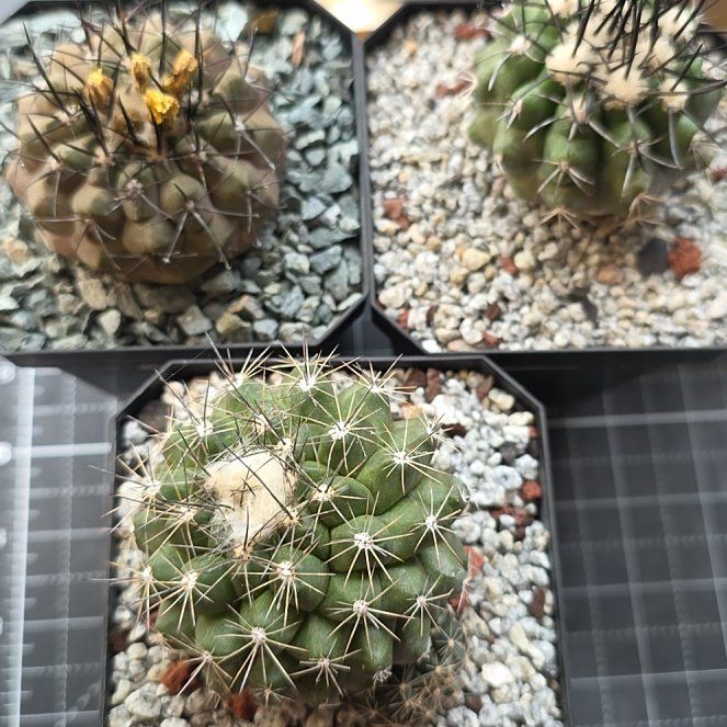 Photo of the plant species Copiapoa cinerea by @plantdaddychi named Beyonce on Greg, the plant care app