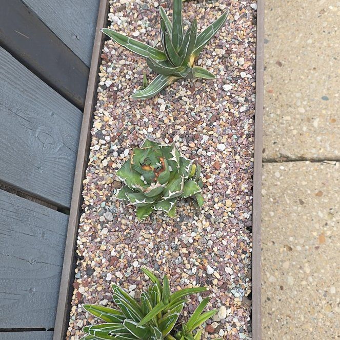 Photo of the plant species Queen Victoria Agave by @plantdaddychi named Girlfrond on Greg, the plant care app