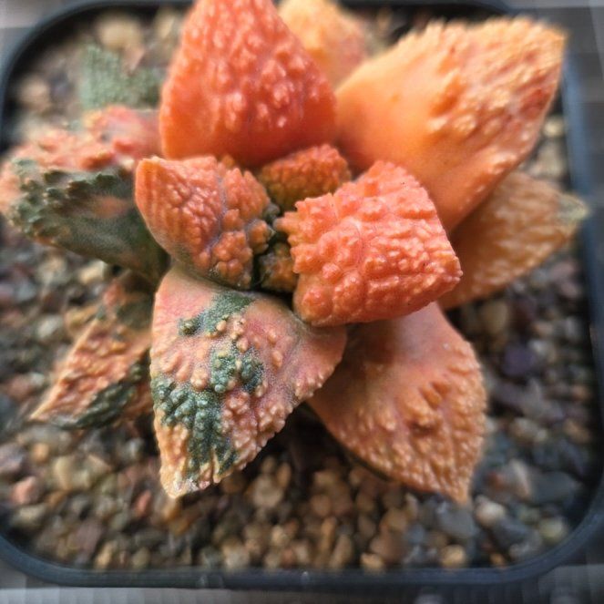 Photo of the plant species Ariocarpus 'Supergodzilla' by @plantdaddychi named Gomez on Greg, the plant care app