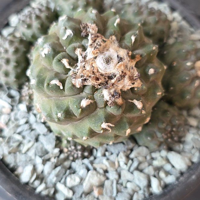 Photo of the plant species Underground Copiapoa by @plantdaddychi named Michelle Branch on Greg, the plant care app