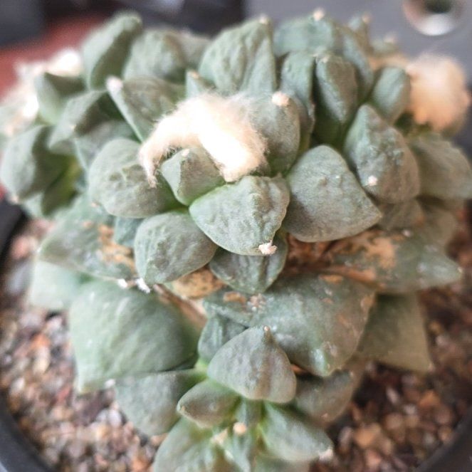 Photo of the plant species Fossil Cactus by @plantdaddychi named Surya on Greg, the plant care app