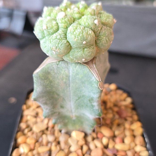 Photo of the plant species Gray Ghost Organ Pipe by @plantdaddychi named Kobe on Greg, the plant care app