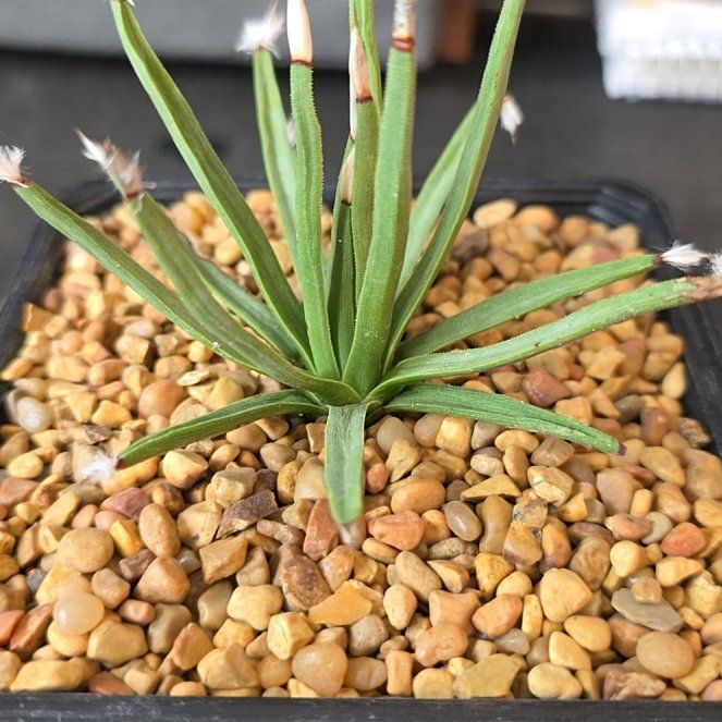 Photo of the plant species White Agave by @plantdaddychi named Hamilton on Greg, the plant care app