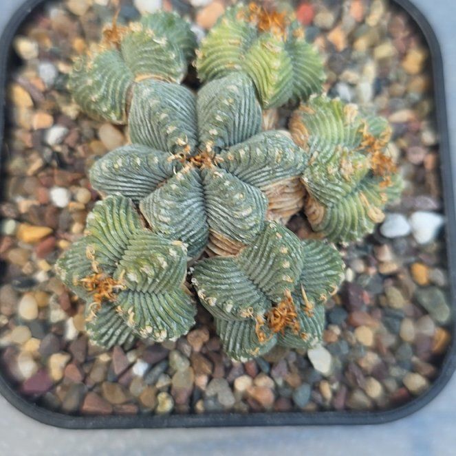 Photo of the plant species Aztekium Valdezii by @plantdaddychi named Forrest on Greg, the plant care app