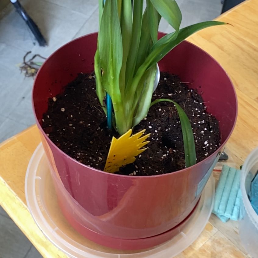 Potted Beach Spiderlily plant with healthy green leaves and visible soil.