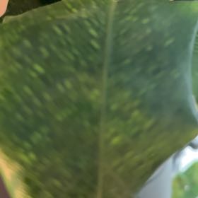 Photo of the plant species Network Prayer Plant by @LushDevilsclaw named Bodhi on Greg, the plant care app