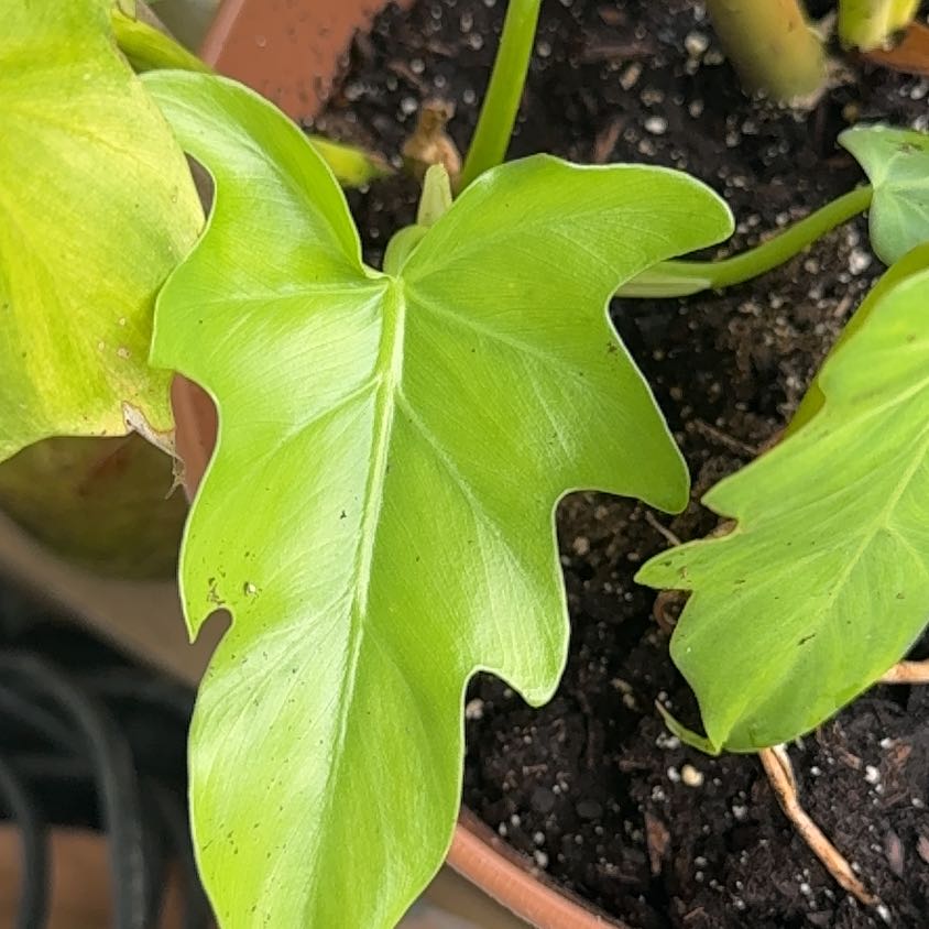 Photo of the plant species Philodendron Gold Violin by @AndresOasis named Hamilton on Greg, the plant care app