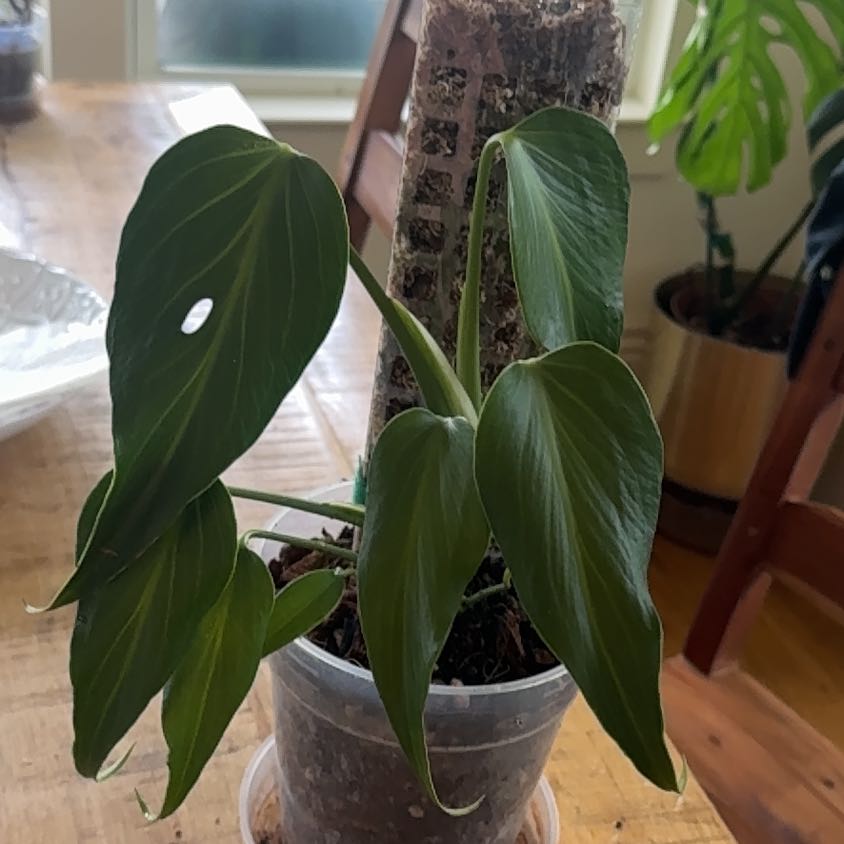 Photo of the plant species Burle Marx Flame Monstera by @AndresOasis named Aristotle on Greg, the plant care app