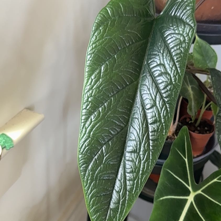 Photo of the plant species Alocasia Scalprum by @AndresOasis named James Dean on Greg, the plant care app