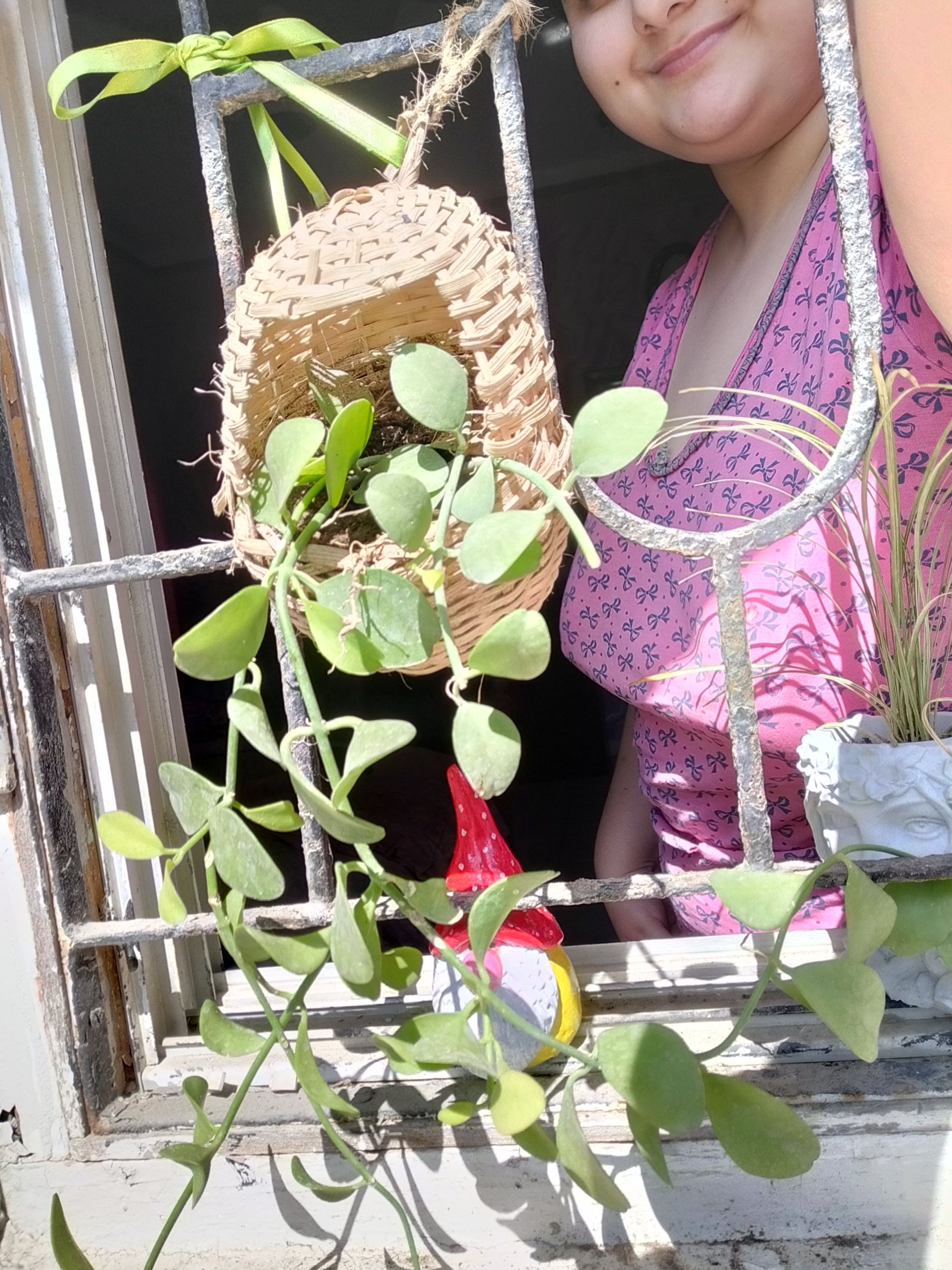Dischidia imbricata plant hanging in a woven basket with a person partially visible in the background.