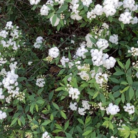 Photo of the plant species Calico Bush by @DiverseCuttings named Plato on Greg, the plant care app