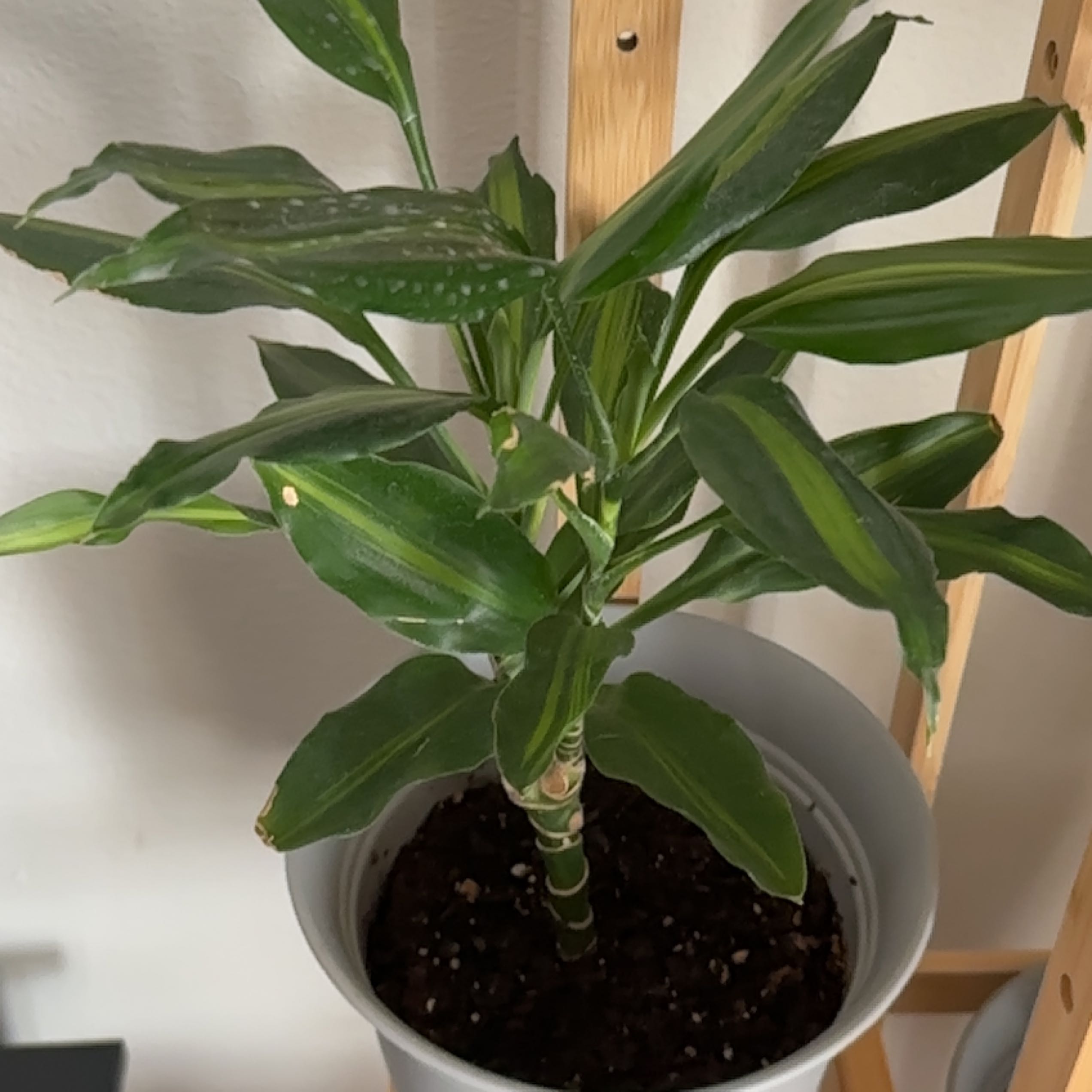 Dracaena Cintho plant in a pot with healthy green leaves and visible soil.