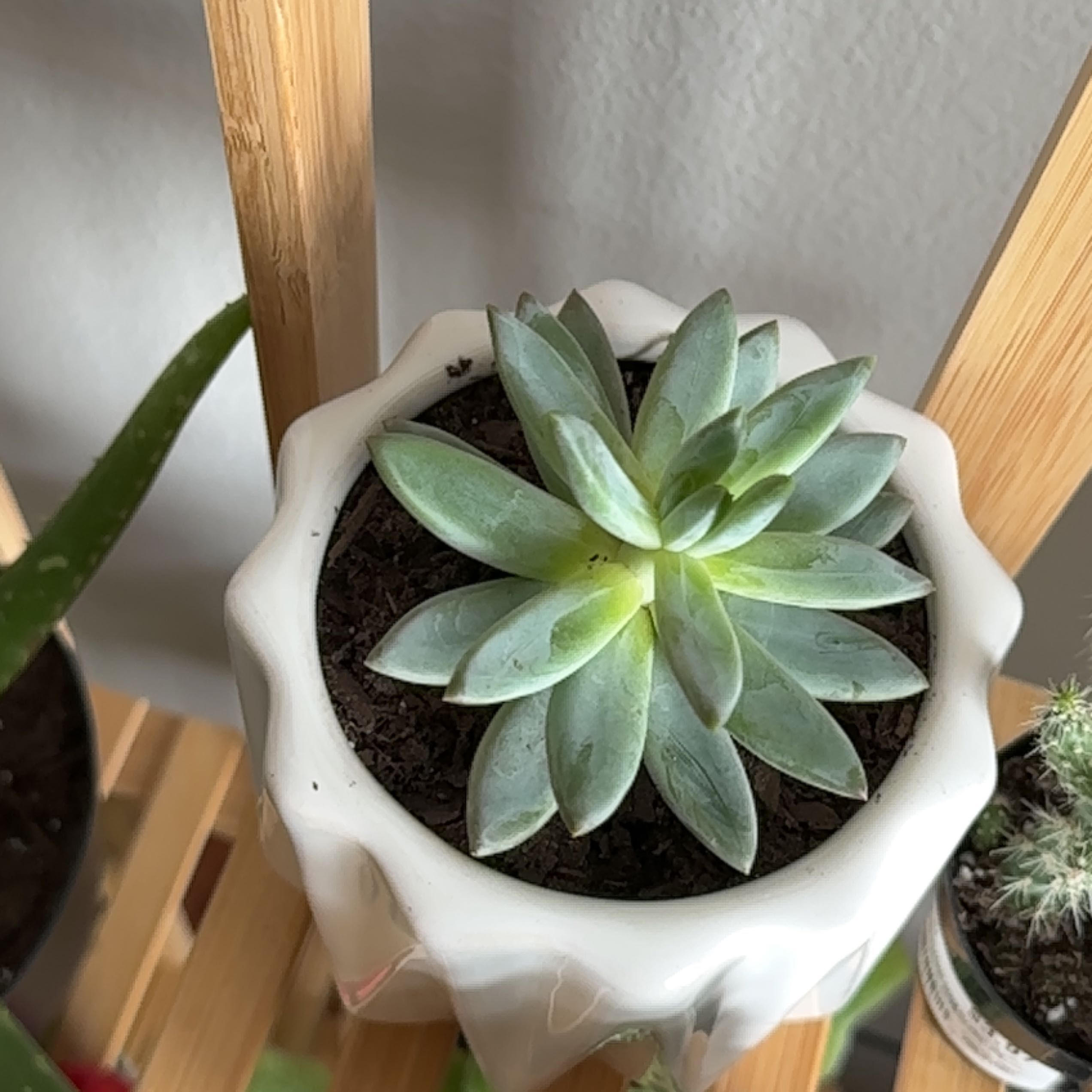 Healthy Echeveria succulent in a white pot with visible soil.