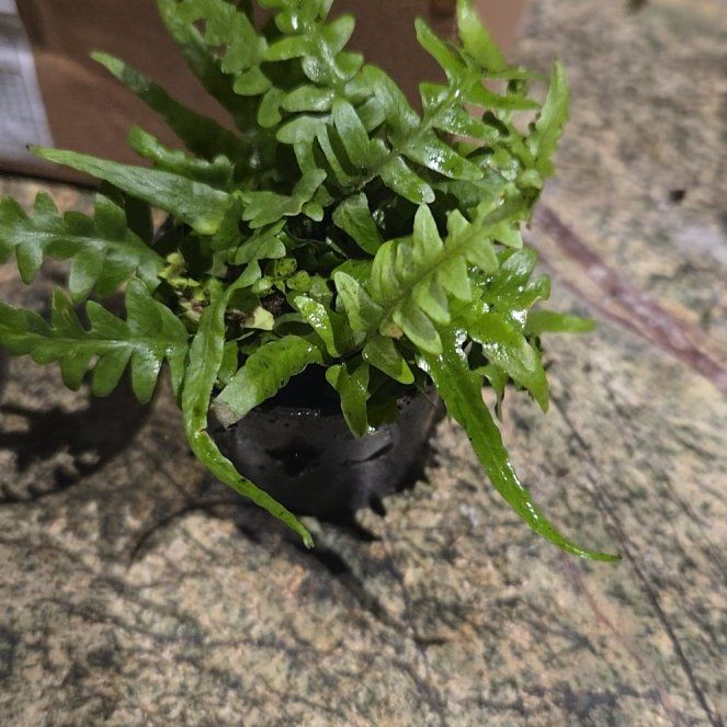 Photo of the plant species Southern Polypody by @HomelyMango named Daphne on Greg, the plant care app