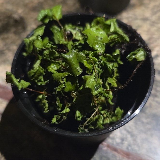 Photo of the plant species Common Liverwort by @HomelyMango named Fernie Saunders on Greg, the plant care app
