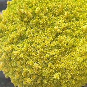 Photo of the plant species Sedum japonicum 'Tokyo Sun' by @CasualTawapou named Naomi on Greg, the plant care app