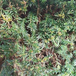 English Yew plant