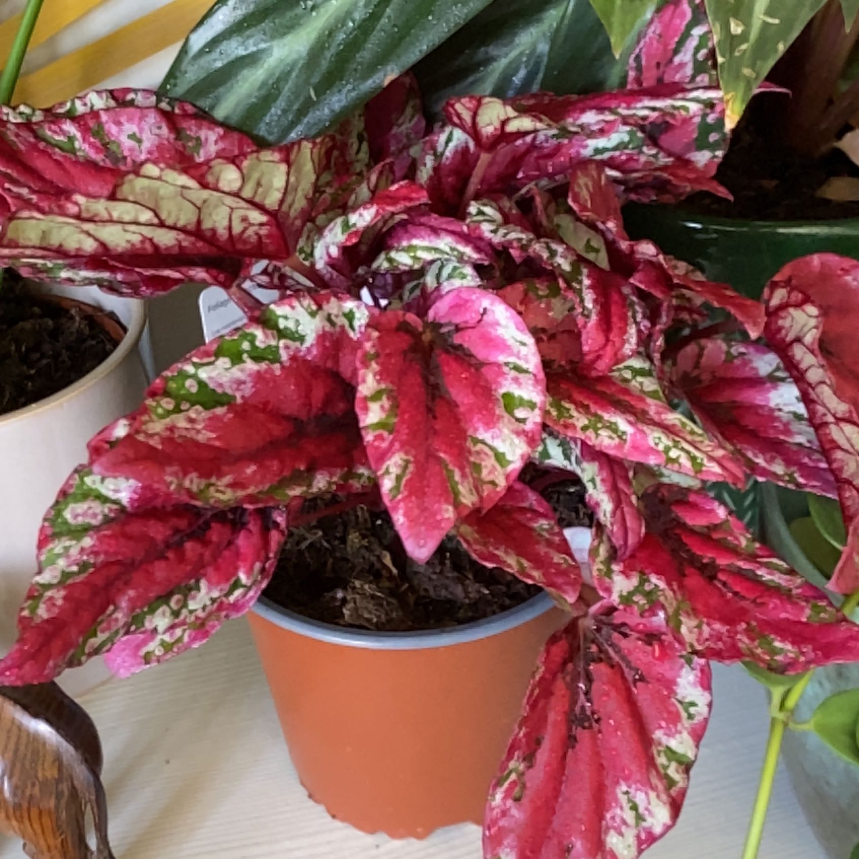 Photo of the plant species Begonia Beleaf® 'Inca Flame' by @ProfuseNeslia named Austen on Greg, the plant care app
