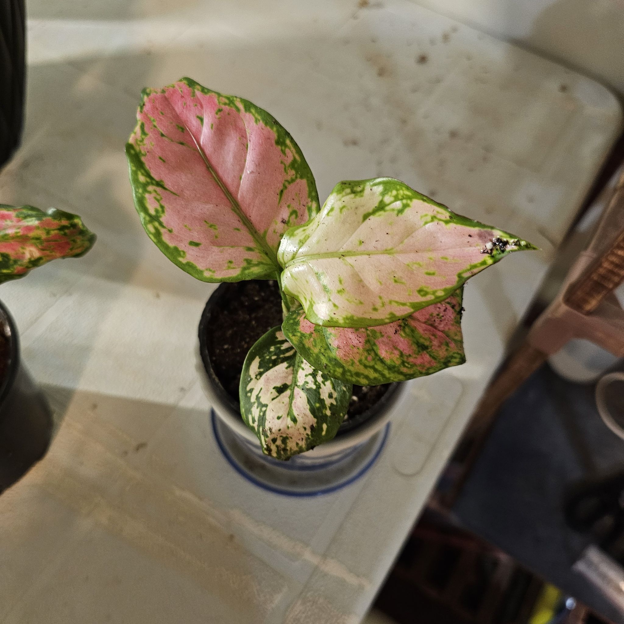 Photo of the plant species Pink Pearl Chinese Evergreen by @CrazyPlantLady2 named James Dean on Greg, the plant care app
