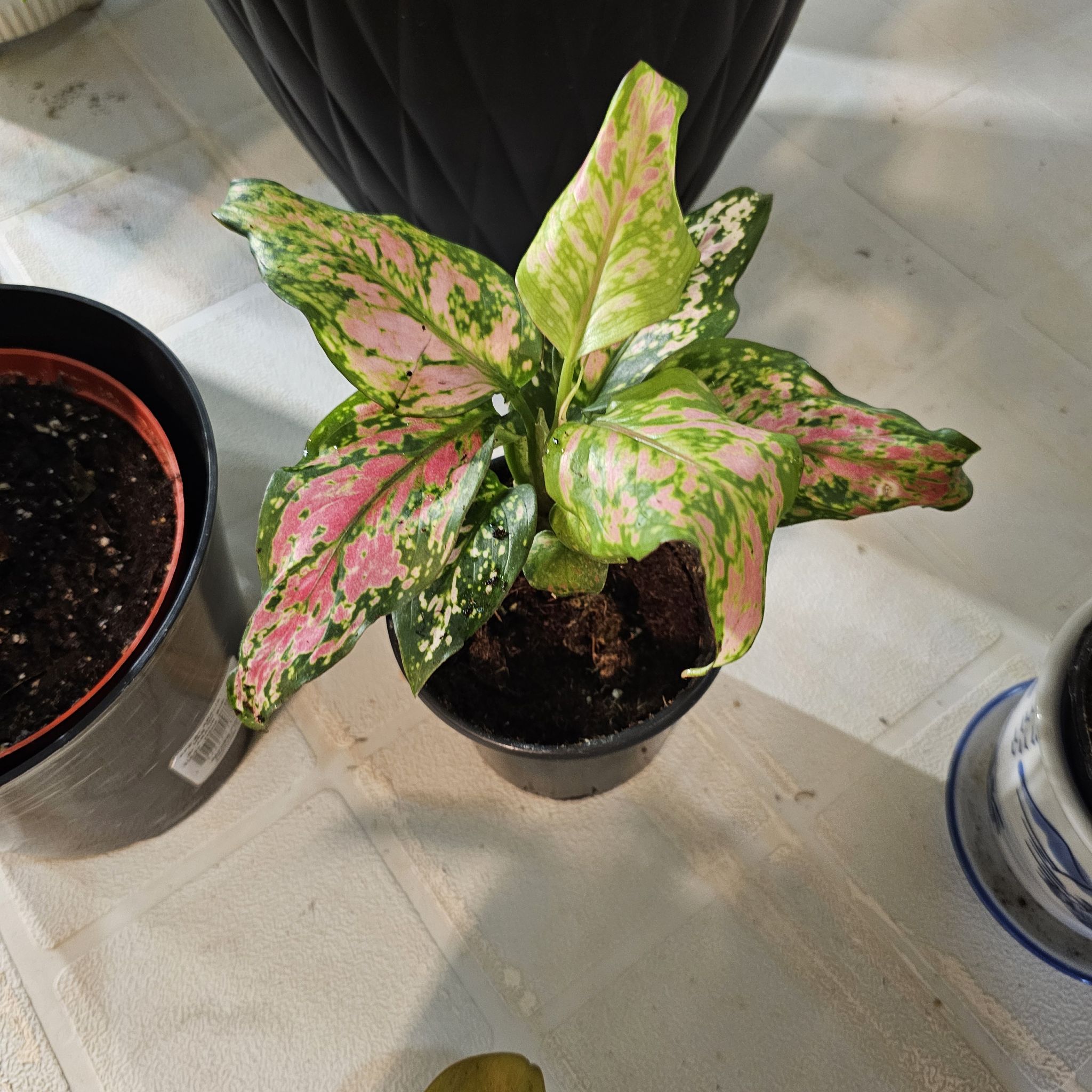 Photo of the plant species Aglaonema 'Pink Katrina' by @CrazyPlantLady2 named Aristotle on Greg, the plant care app