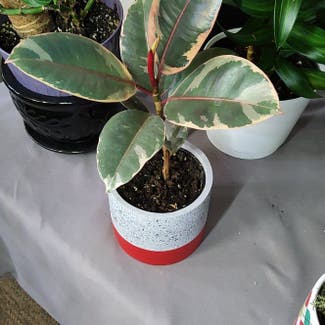 Ficus 'Ruby' plant in Sault Ste. Marie, Ontario