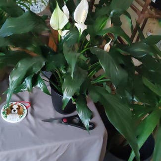 Peace Lily plant in Sault Ste. Marie, Ontario