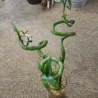Lucky Bamboo plant in Sault Ste. Marie, Ontario