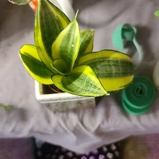 Snake Plant plant in Sault Ste. Marie, Ontario