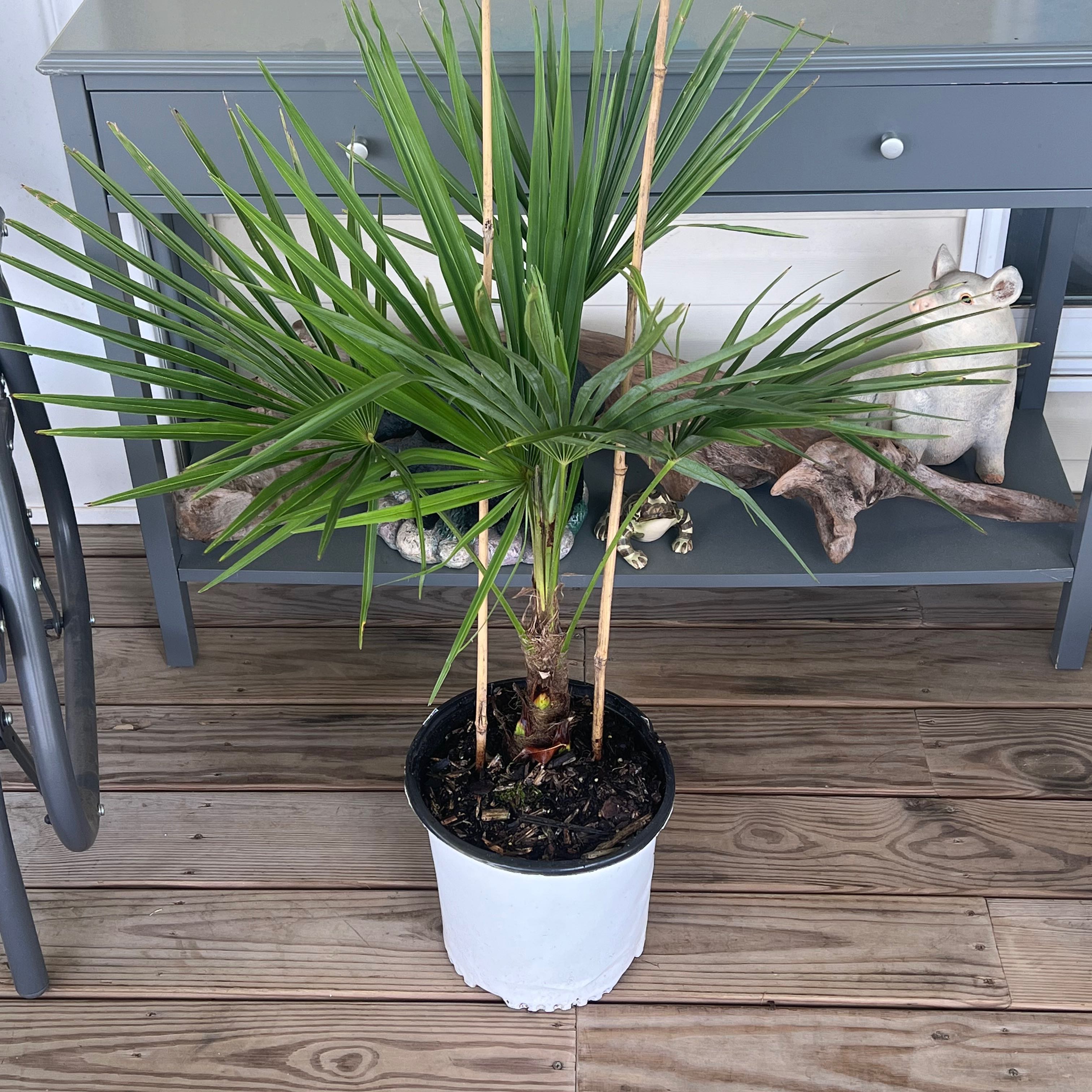 Potted Chinese Windmill Palm with healthy green fronds indoors on a wooden floor.