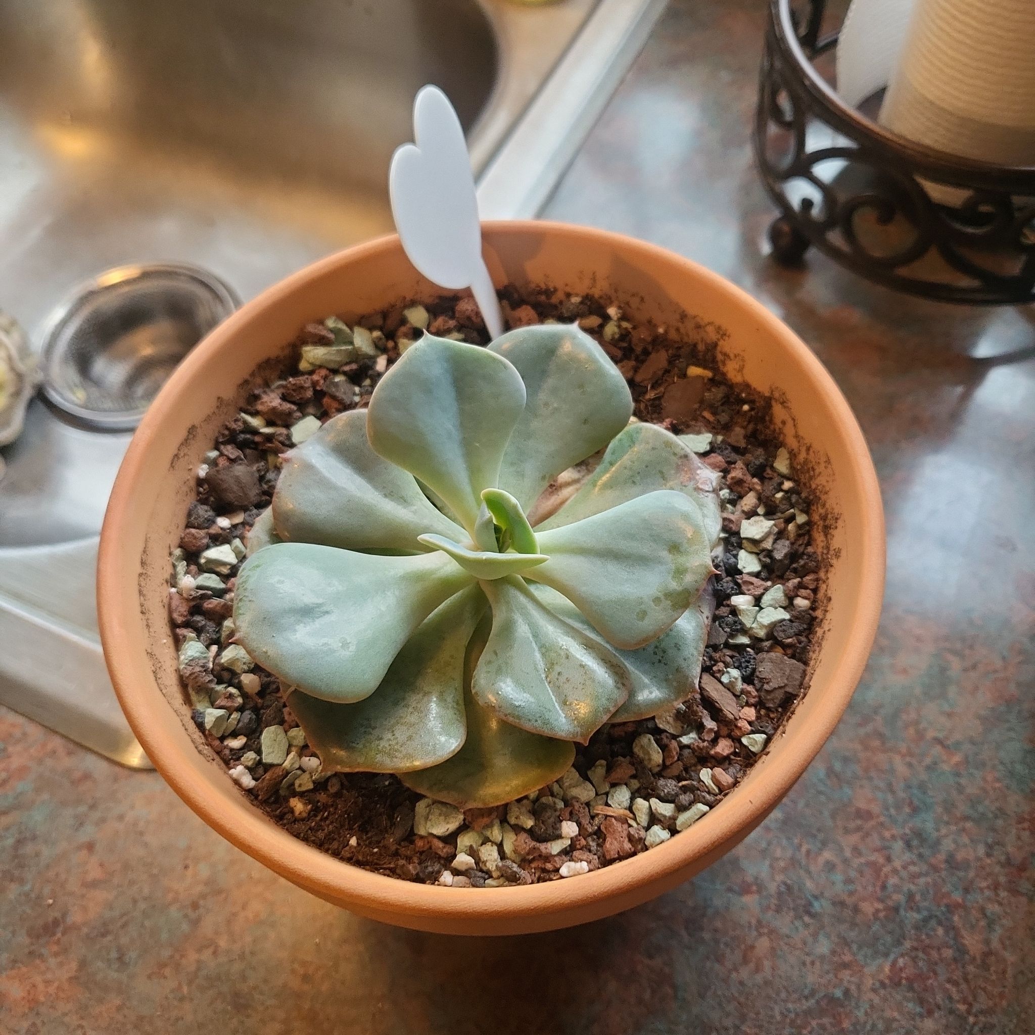 Potted Echeveria 'Dusty Rose' succulent in a terracotta pot with visible soil.