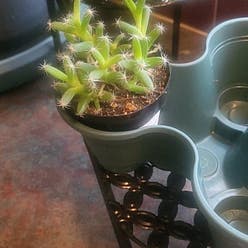 Missouri Foxtail Cactus plant