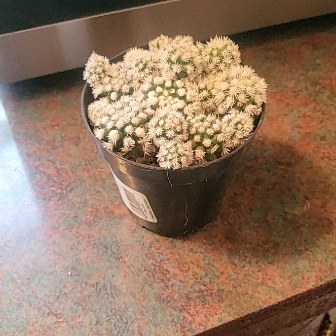 Photo of the plant species Arizona Snowcap Cactus by @plantaddict75 named Kendall on Greg, the plant care app