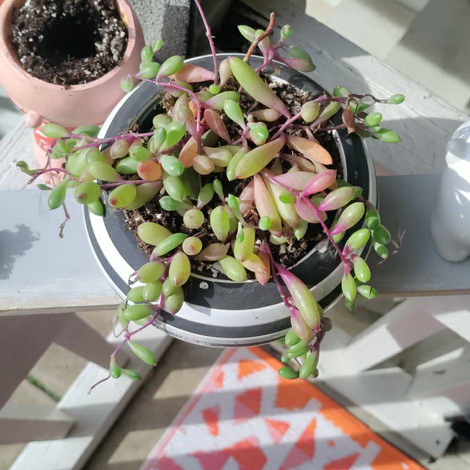 Photo of the plant species String of Hearts by @FourstarComet named Messi on Greg, the plant care app