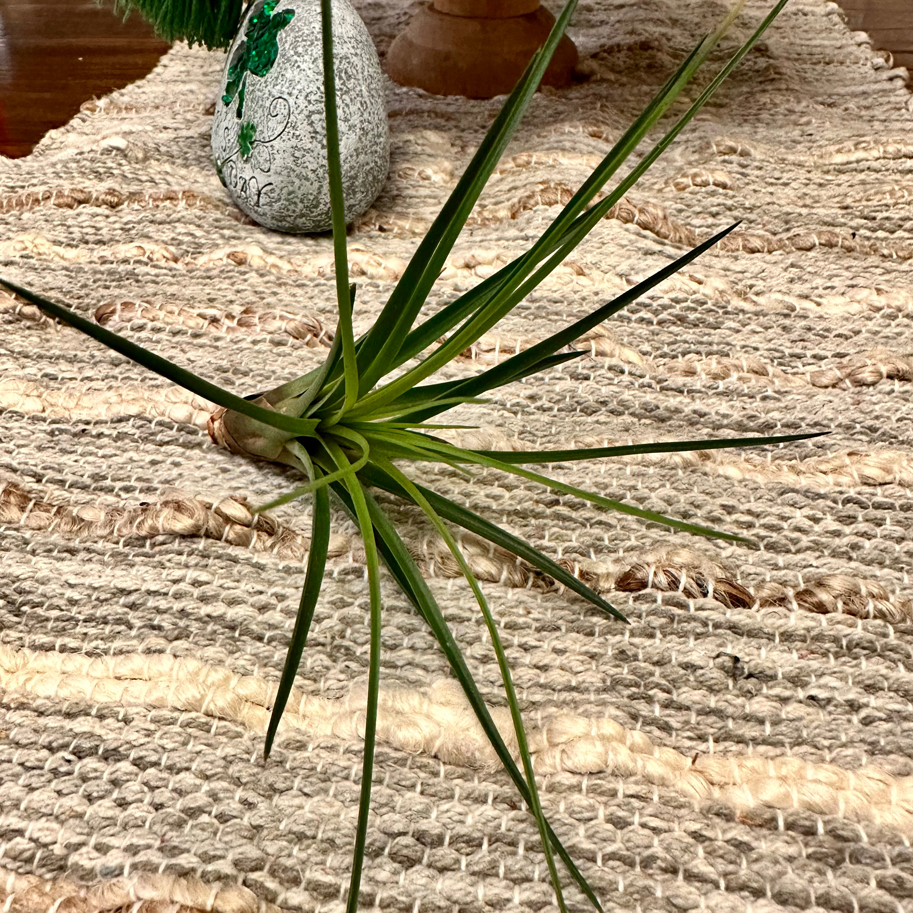 Aeranthos Air Plant on a woven mat, appears healthy with green leaves.