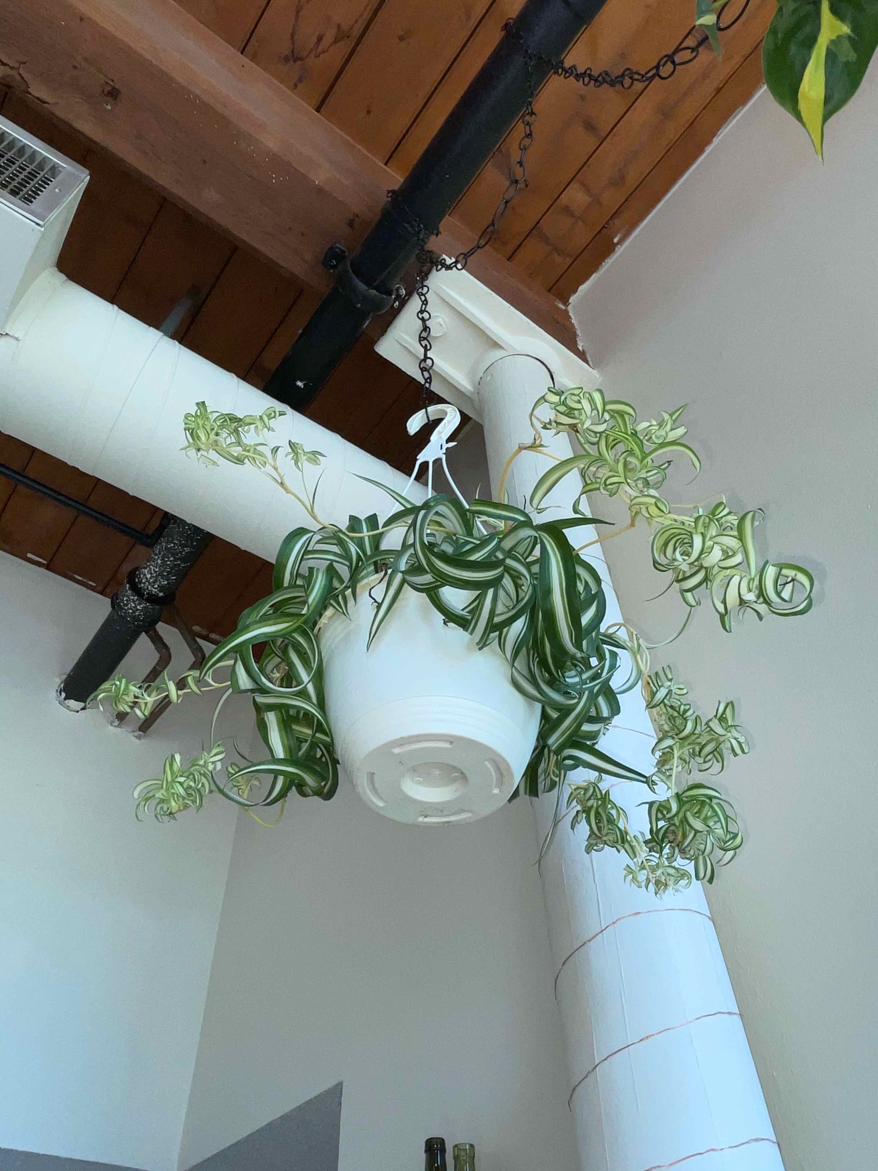 Curly Spider Plant hanging in a white pot with vibrant green and white variegated leaves.