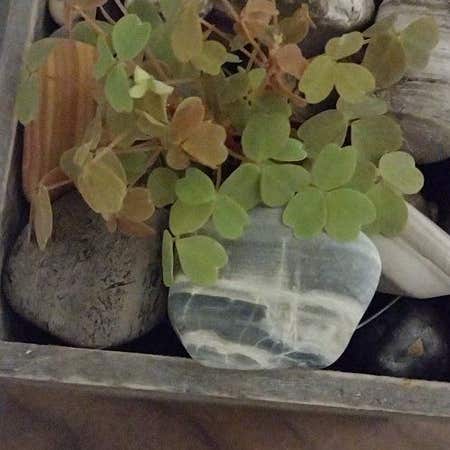 Photo of the plant species Golden Oxalis by @ApprovingAjwain named James Dean on Greg, the plant care app