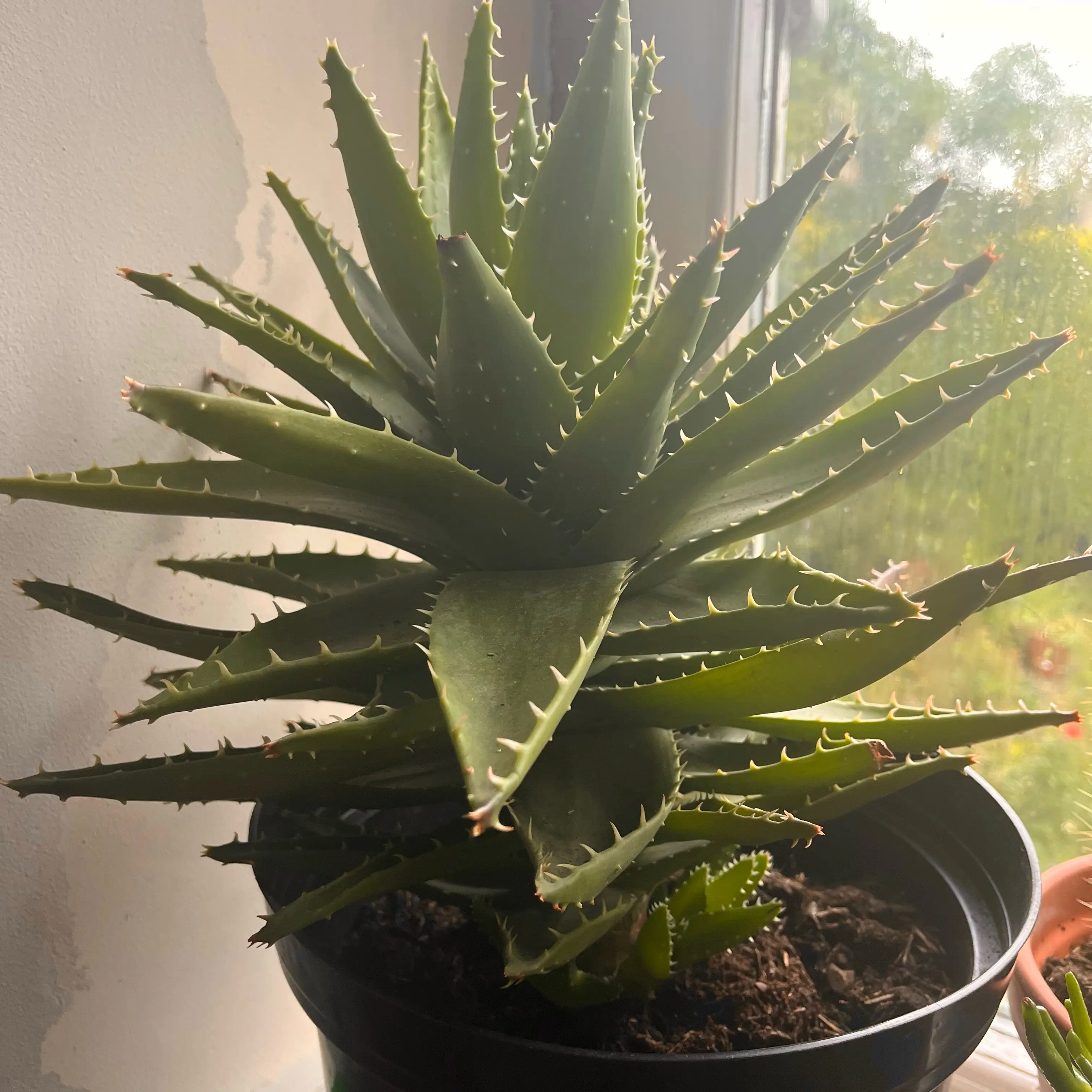 Photo of the plant species Aloe Nobilis by @paraphernaliia named Sharpay on Greg, the plant care app