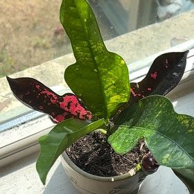 Photo of the plant species Croton by @paraphernaliia named Wilma on Greg, the plant care app