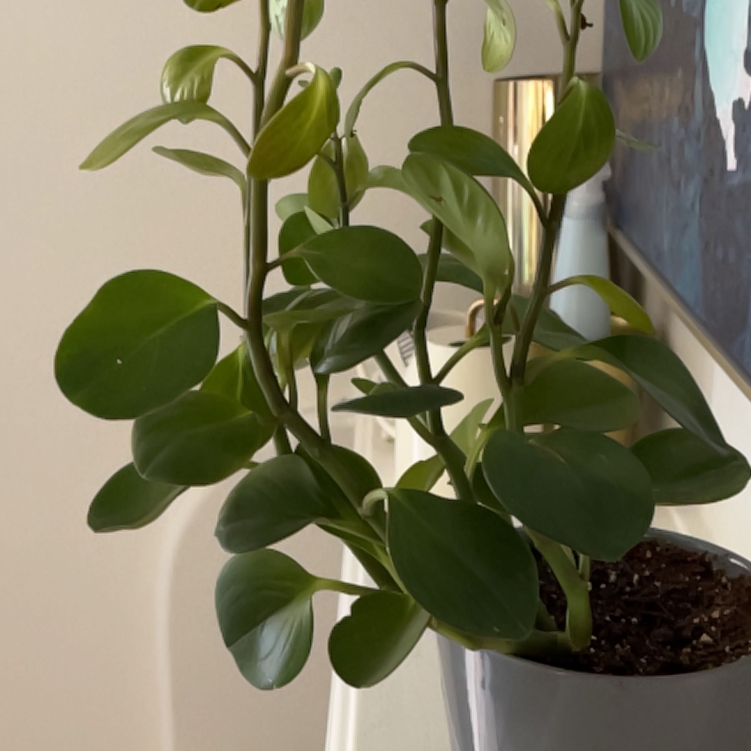 Healthy Peperomia Thailand plant with vibrant green leaves in a pot.