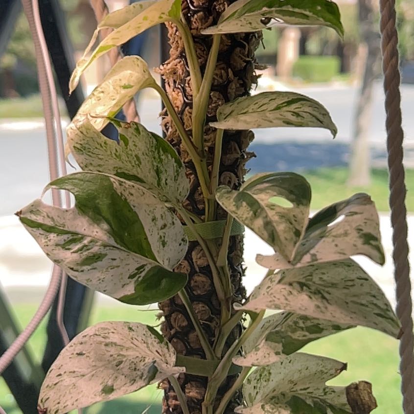 Marble Epipremnum Pinnatum plant with variegated leaves climbing a support.